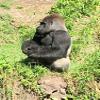 2" Round - Gorilla - Edible Cake/Cupcake Party Topper - D21059 view 1