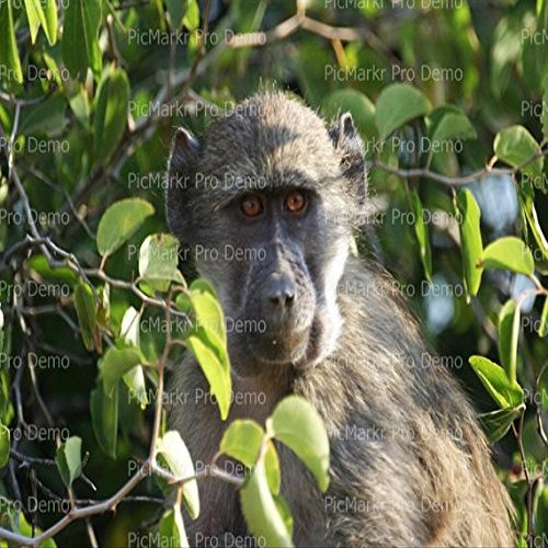 1/4 Sheet - Monkey in Branches - Edible Cake/Cupcake Party Topper - D21079