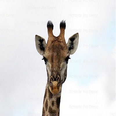 1/4 Sheet - Giraffe Close Up - Edible Cake/Cupcake Party Topper - D21131