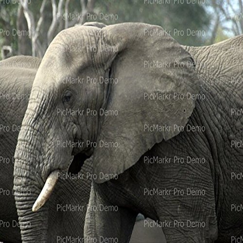 1/4 Sheet - Elephant - Edible Cake/Cupcake Party Topper - D21295