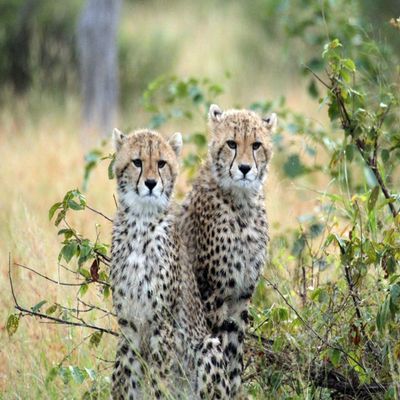 1/4 Sheet - Young Cheetah Cubs - Edible Cake/Cupcake Party Topper - D21329