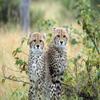 1/4 Sheet - Young Cheetah Cubs - Edible Cake/Cupcake Party Topper - D21329 view 1