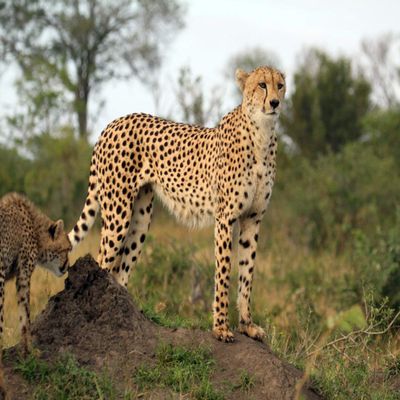 2" Round - Cheetah - Edible Cake/Cupcake Party Topper - D21346