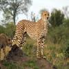 2" Round - Cheetah - Edible Cake/Cupcake Party Topper - D21346 view 1