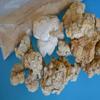 Tiger Milk Mushroom (Lignosus Rhino.) USA Grown, Lung Respiratory Immune Support 450mg/cap view 4