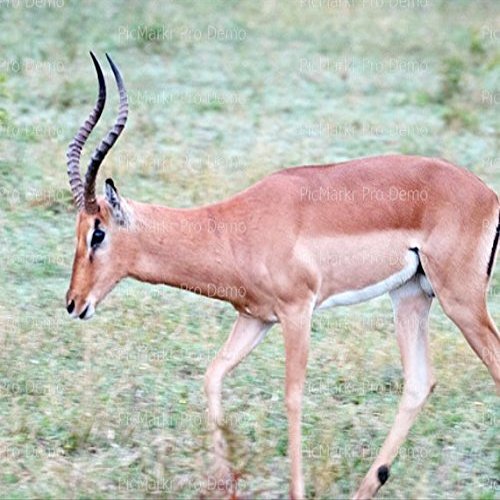 2" Round - Gazelle - Edible Cake/Cupcake Party Topper - D21007