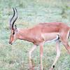 2" Round - Gazelle - Edible Cake/Cupcake Party Topper - D21007 view 1