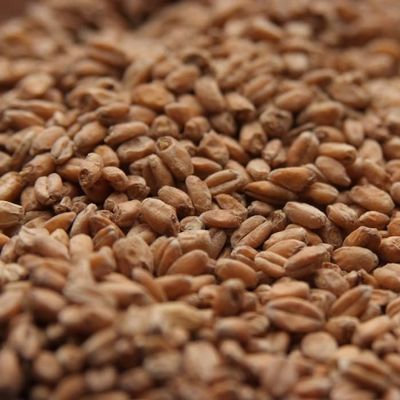 Rahr RED WHEAT MALT 10 LB Uncrushed