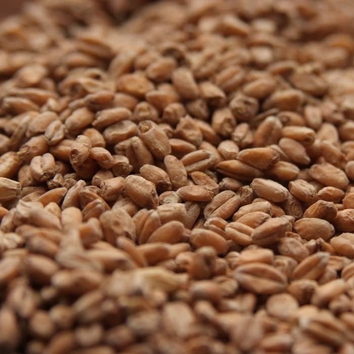 Rahr RED WHEAT MALT 10 LB Uncrushed
