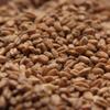 Rahr RED WHEAT MALT 10 LB Uncrushed view 1