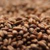 Weyermann CARAWHEAT Uncrushed Malt - 1 lb. Bag by Strange Brew view 1