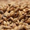 Weyermann CARAMUNICH Type 1 Uncrushed Malt - 1 lb. Bag by Strange Brew view 1