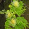 Neotea Arappu | Albizia Amara Powder, 300G view 3