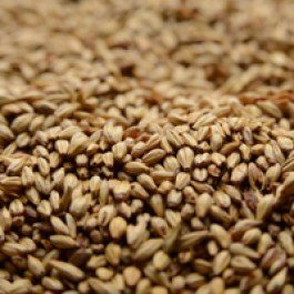Briess Caramel 20L Uncrushed Malt - 1 lb. Bag by Strange Brew