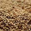 Briess Caramel 20L Uncrushed Malt - 1 lb. Bag by Strange Brew view 1