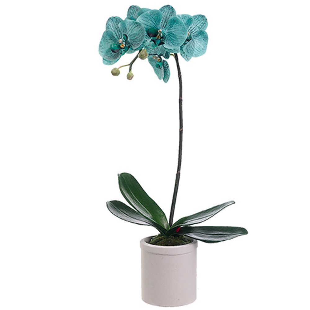 23" Phalaenopsis Orchid Plant in Terra Cotta Pot Light Aqua (pack of 4)