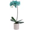 23" Phalaenopsis Orchid Plant in Terra Cotta Pot Light Aqua (pack of 4) view 1