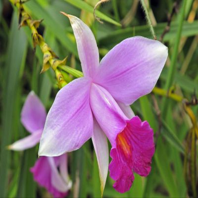 2 Hawaiian Bamboo Orchid Roots #zc50 - by Discount Hawaiian Gifts
