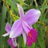 2 Hawaiian Bamboo Orchid Roots #zc50 - by Discount Hawaiian Gifts view 1