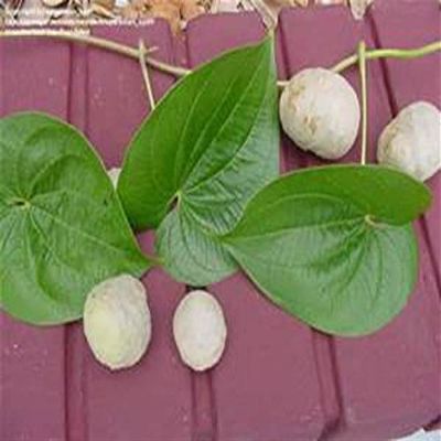 8 Ornamental Potato Vine POTATO PODS