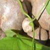8 Ornamental Potato Vine POTATO PODS view 2