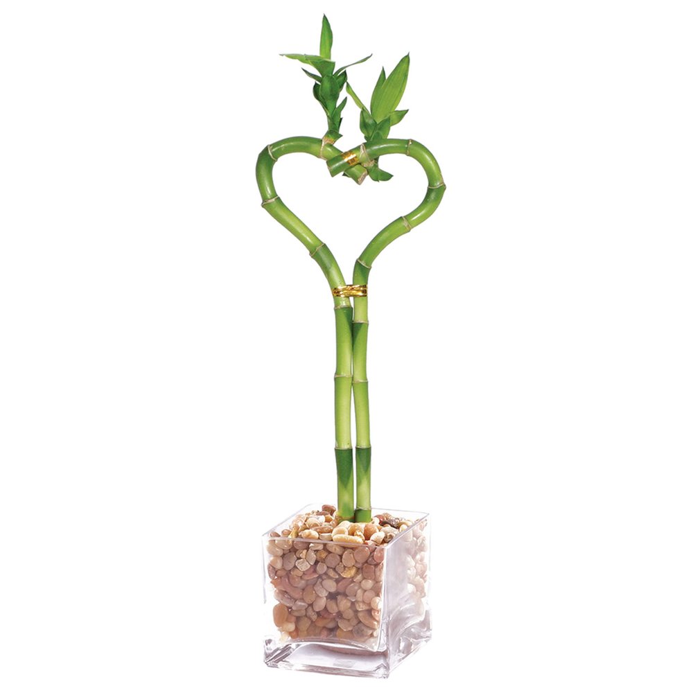 Brussel's Bonsai - Live Lucky Bamboo Plant, Heart Shaped Indoor Bamboo with Red Decorative Rocks in Glass Container, 4 Years Old, 14-16 Inches Tall, Easy Care Houseplant (Green)