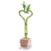 Brussel's Bonsai - Live Lucky Bamboo Plant, Heart Shaped Indoor Bamboo with Red Decorative Rocks in Glass Container, 4 Years Old, 14-16 Inches Tall, Easy Care Houseplant (Green) view 1