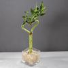 Brussel's Bonsai - Live Lucky Bamboo Plant, Heart Shaped Indoor Bamboo with Red Decorative Rocks in Glass Container, 4 Years Old, 14-16 Inches Tall, Easy Care Houseplant (Green) view 2
