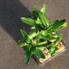 Brussel's Bonsai - Live Lucky Bamboo Plant, Heart Shaped Indoor Bamboo with Red Decorative Rocks in Glass Container, 4 Years Old, 14-16 Inches Tall, Easy Care Houseplant (Green) view 3