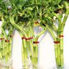 Brussel's Bonsai - Live Lucky Bamboo Plant, Heart Shaped Indoor Bamboo with Red Decorative Rocks in Glass Container, 4 Years Old, 14-16 Inches Tall, Easy Care Houseplant (Green) view 4