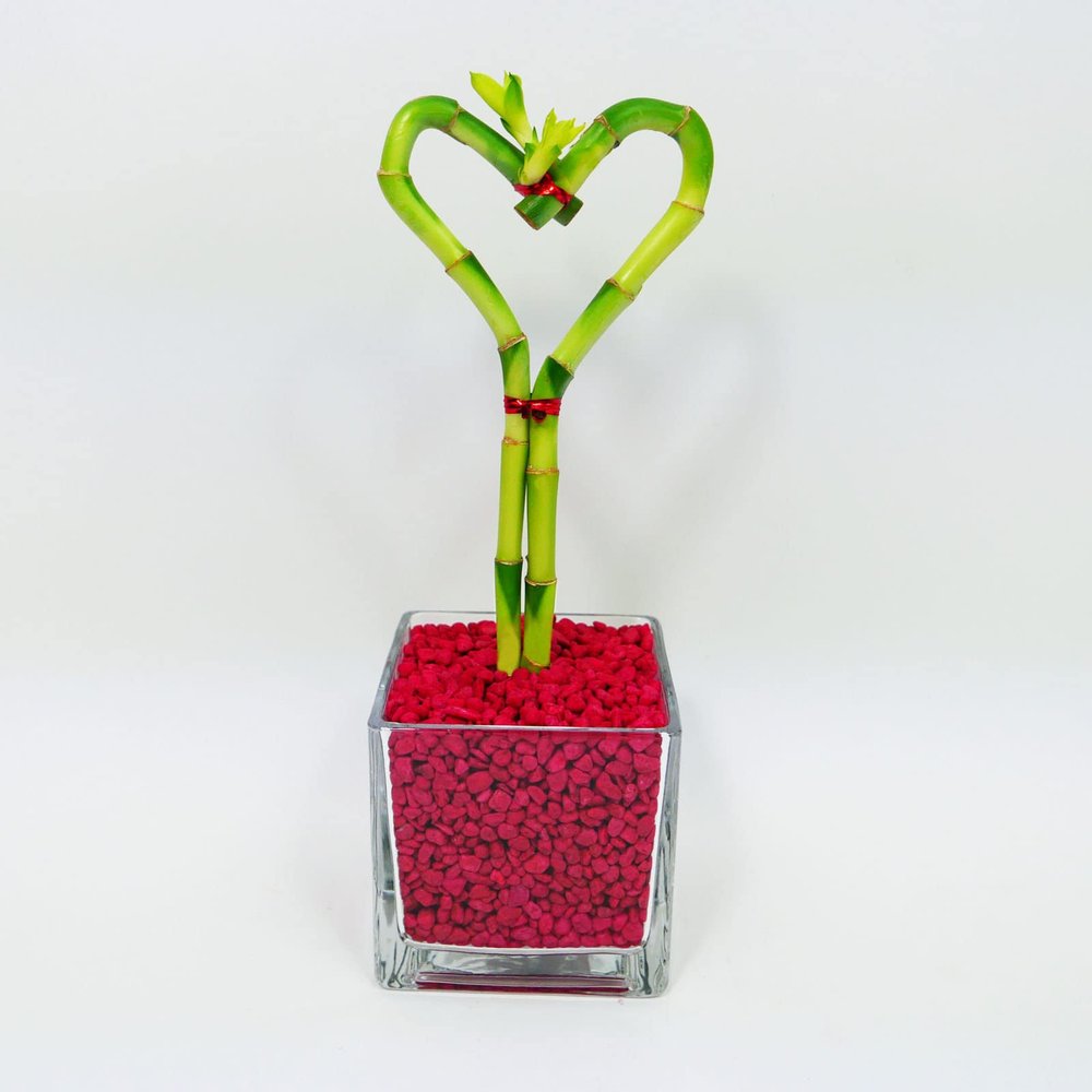 Athena's Garden Heart Shape Lucky Bamboo Plant Live Indoor Plant in Glass Vase and Red Rock (BA-HS08SQ4PRRED)