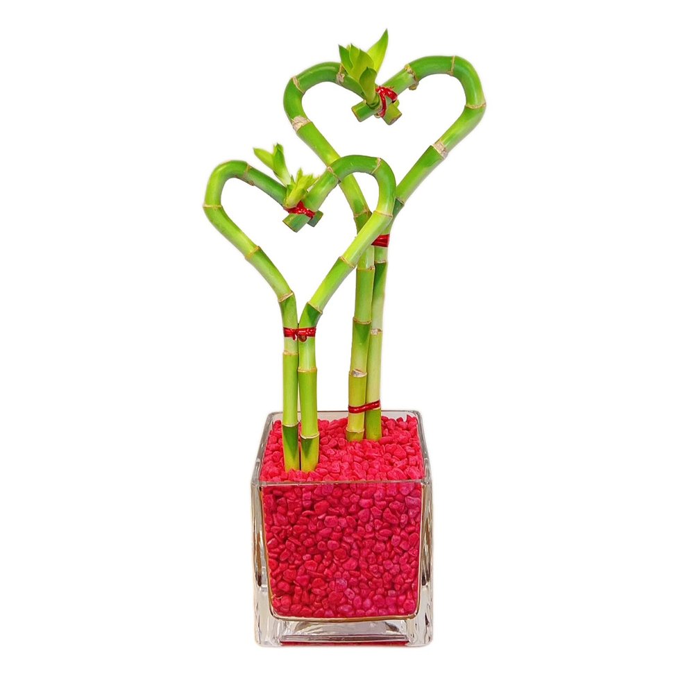 Athena's Garden Dual Heart Bamboo Plants Live Lucky Bamboo Stalks Indoor Plants in Glass Vase and Red Rock (BA-HS0810SQ4PRRed)