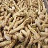 Horseradish Roots Natural, 1/2 pound/8 ounces,(USA Only,Can Not be shipped internationally) Ready For Planting or Preparing As Sauces or Dressings etc. JACOBS LADDER view 4