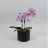 Athena's Garden's 3" Double Spike Phalaenopsis, Pink Blooms and Color-Assorted view 1