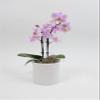 Athena's Garden's 3" Double Spike Phalaenopsis, Pink Blooms and Color-Assorted view 2