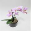 Athena's Garden's 3" Double Spike Phalaenopsis, Pink Blooms and Color-Assorted view 3