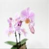 Athena's Garden's 3" Double Spike Phalaenopsis, Pink Blooms and Color-Assorted view 4