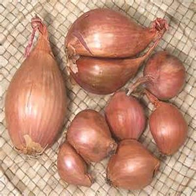 Shallots, 2 Pound, Freshly Harvested, Large to Medium Size, Restaurant Qulaity, Great for cooking with a succulent flavor, a gourmet delight.The amount of shallots depends on size & weight shallot.