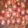 Shallots, 2 Pound, Freshly Harvested, Large to Medium Size, Restaurant Qulaity, Great for cooking with a succulent flavor, a gourmet delight.The amount of shallots depends on size & weight shallot. view 2