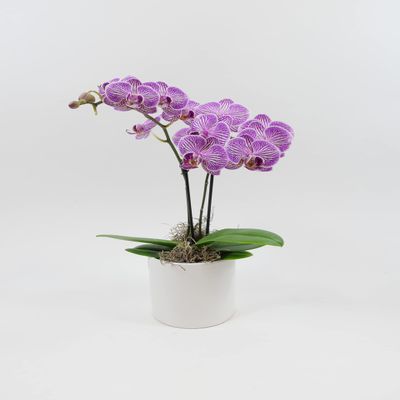 Athena's Garden 3" Live Phalaenopsis Orchid Plants, Purple Blooms