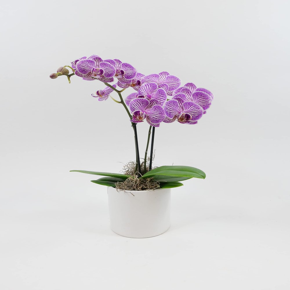 Athena's Garden 3" Live Phalaenopsis Orchid Plants, Purple Blooms