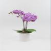 Athena's Garden 3" Live Phalaenopsis Orchid Plants, Purple Blooms view 1