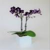 Athena's Garden 3" Live Phalaenopsis Orchid Plants, Purple Blooms view 2