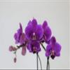 Athena's Garden 3" Live Phalaenopsis Orchid Plants, Purple Blooms view 4