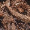 300 GMS JATAMANSI Root Indian Spikenard AYURVEDA Whole view 1
