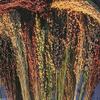 BROOM CORN SEEDS - Sorghum vulgar Mixed,Cream,Gold,Red, Brown,Burgundy and More(1000 Seeds) view 1