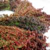 BROOM CORN SEEDS - Sorghum vulgar Mixed,Cream,Gold,Red, Brown,Burgundy and More(1000 Seeds) view 2