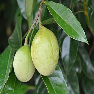 1 Nutmeg Tree Seed Myristica Fragrans Pala MACE Fruit Nut Pumpkin Pie Spice