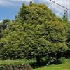 1 Nutmeg Tree Seed Myristica Fragrans Pala MACE Fruit Nut Pumpkin Pie Spice view 2