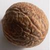 1 Nutmeg Tree Seed Myristica Fragrans Pala MACE Fruit Nut Pumpkin Pie Spice view 3